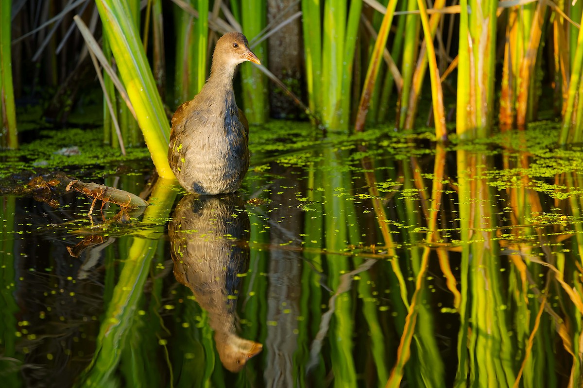 Common Gallinule - ML623858371