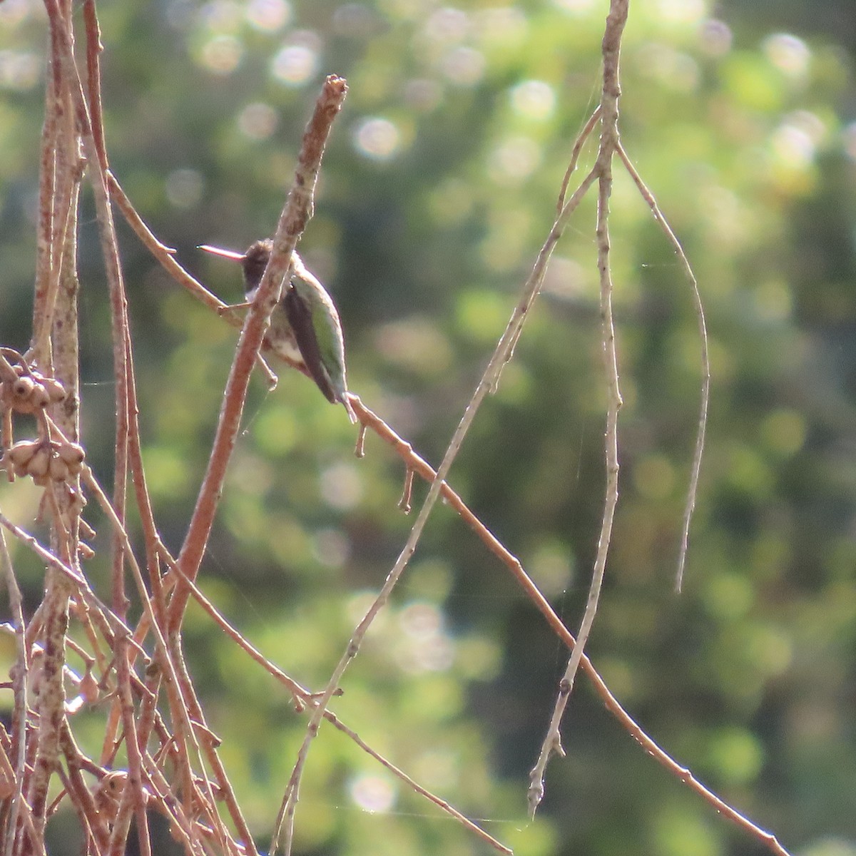 ub. kolibri (Trochilidae sp.) - ML623858372