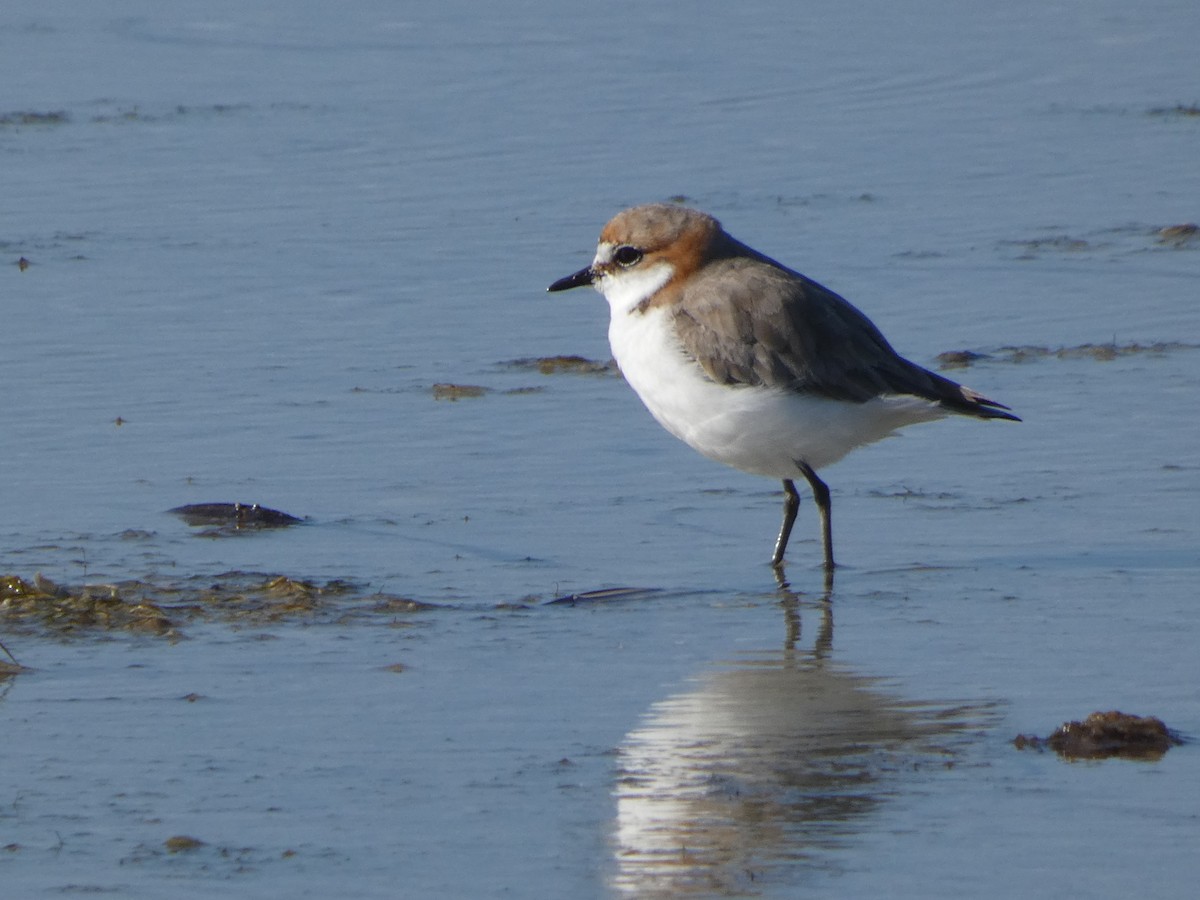 Red-capped Plover - ML623858388