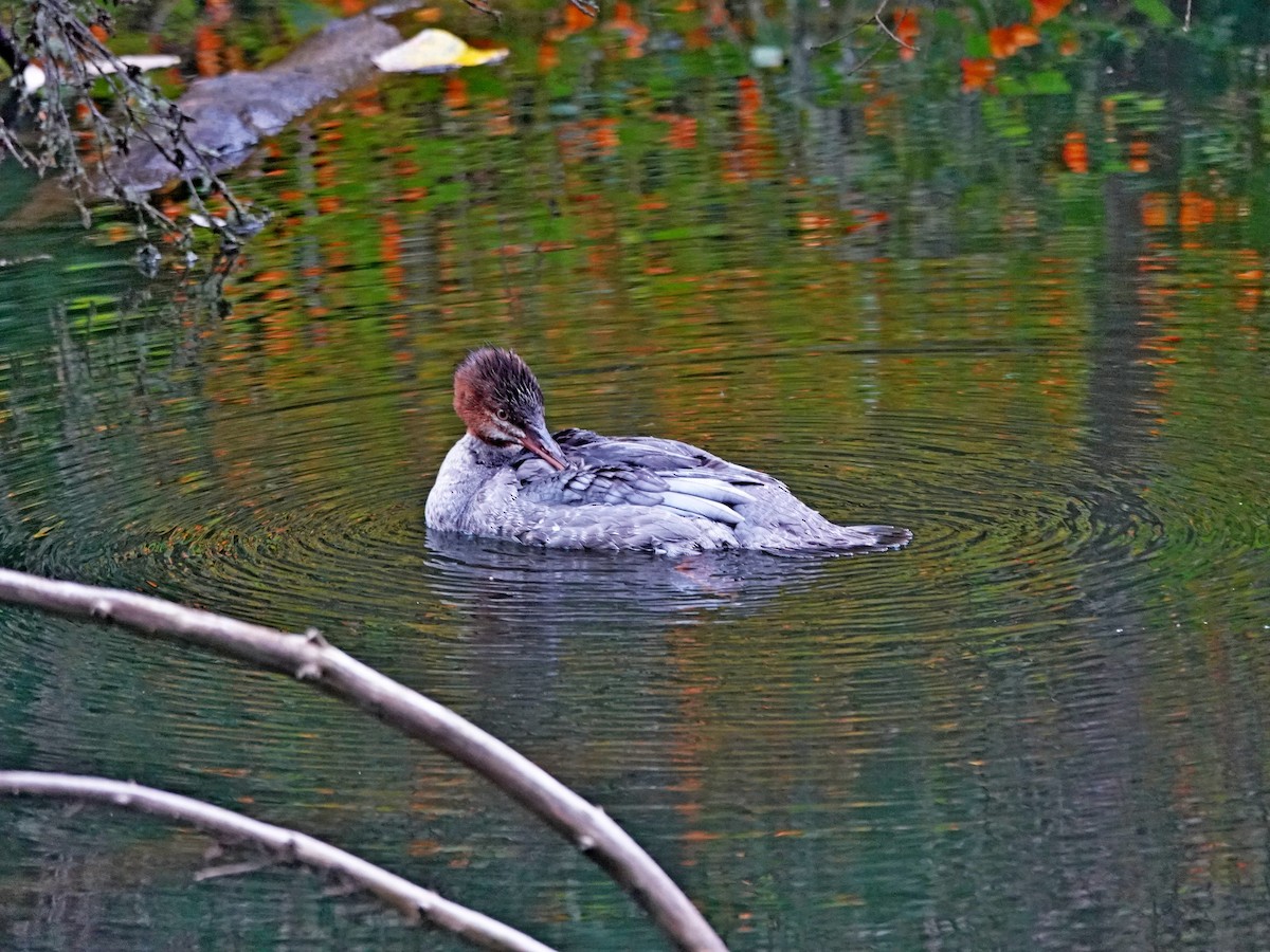 Common Merganser - ML623858398