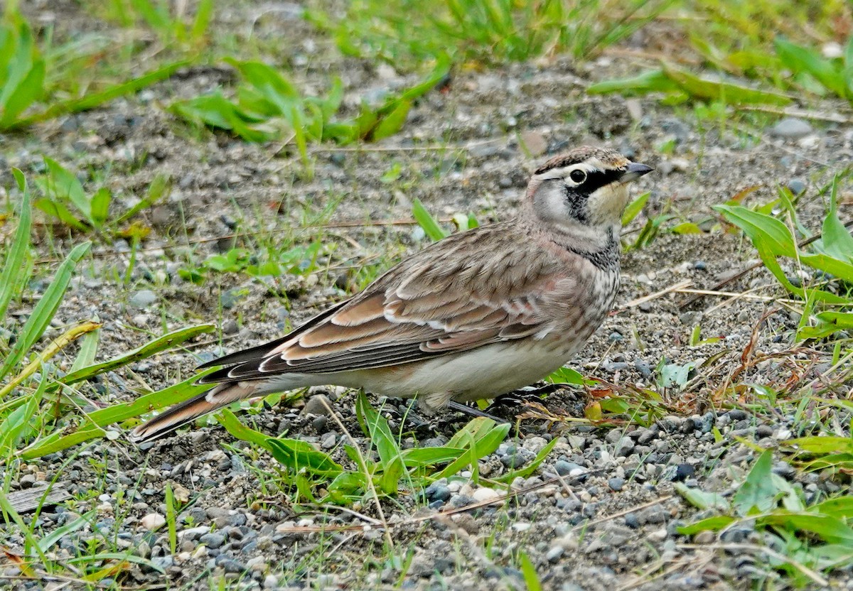 Horned Lark - ML623858404