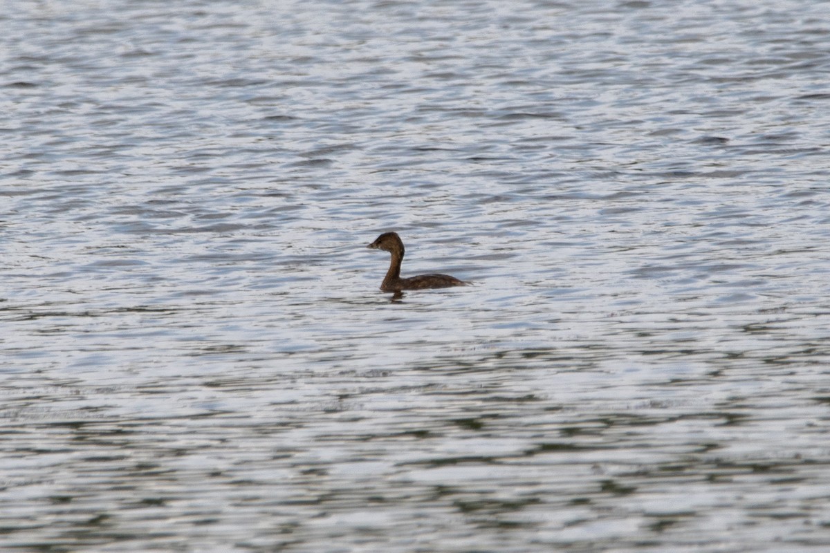 Pied-billed Grebe - ML623858463