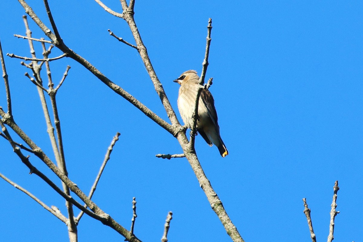 Cedar Waxwing - ML623858467