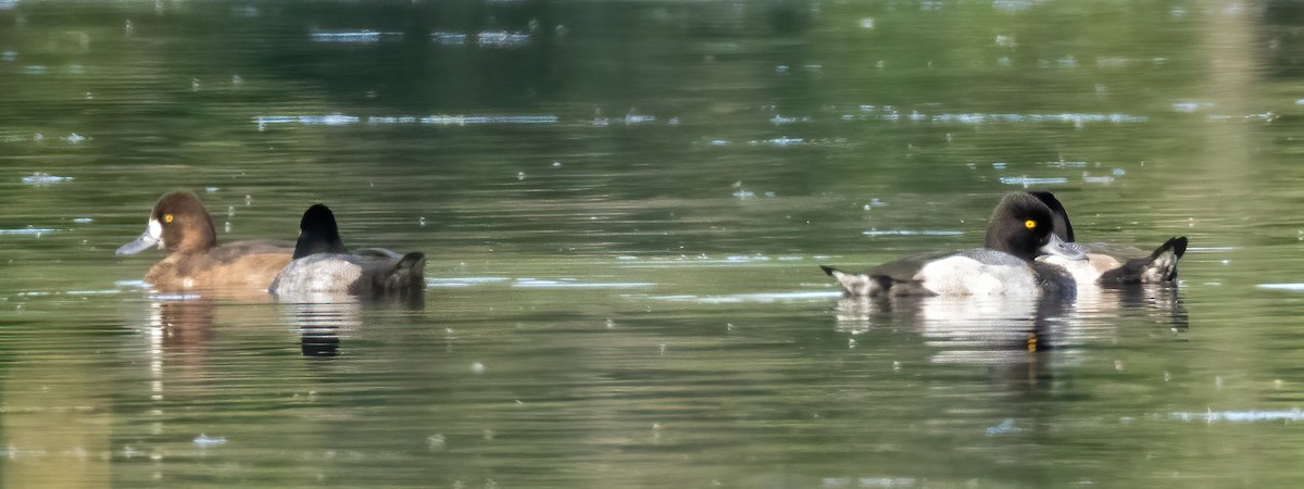 Lesser Scaup - ML623858469