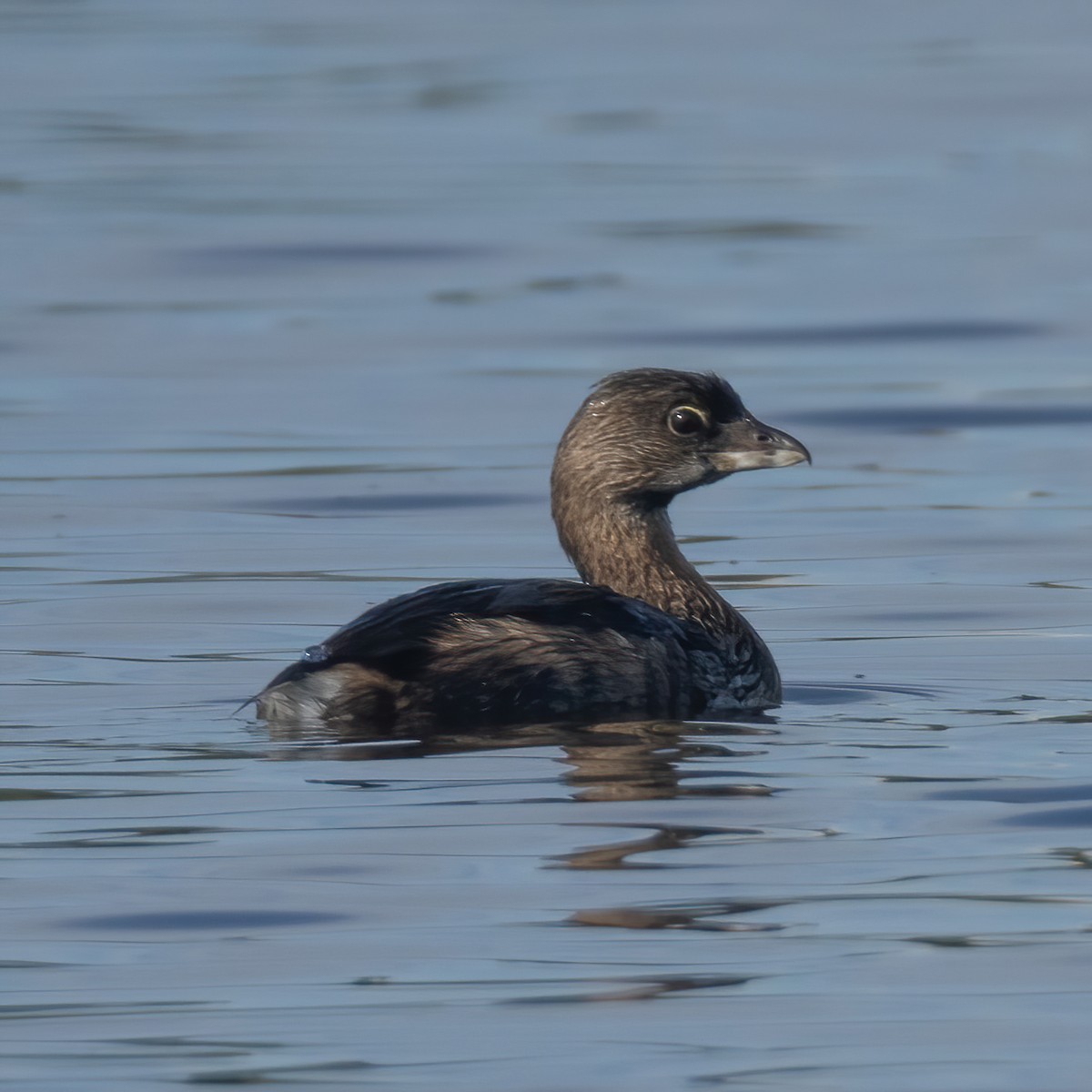 Pied-billed Grebe - ML623858478