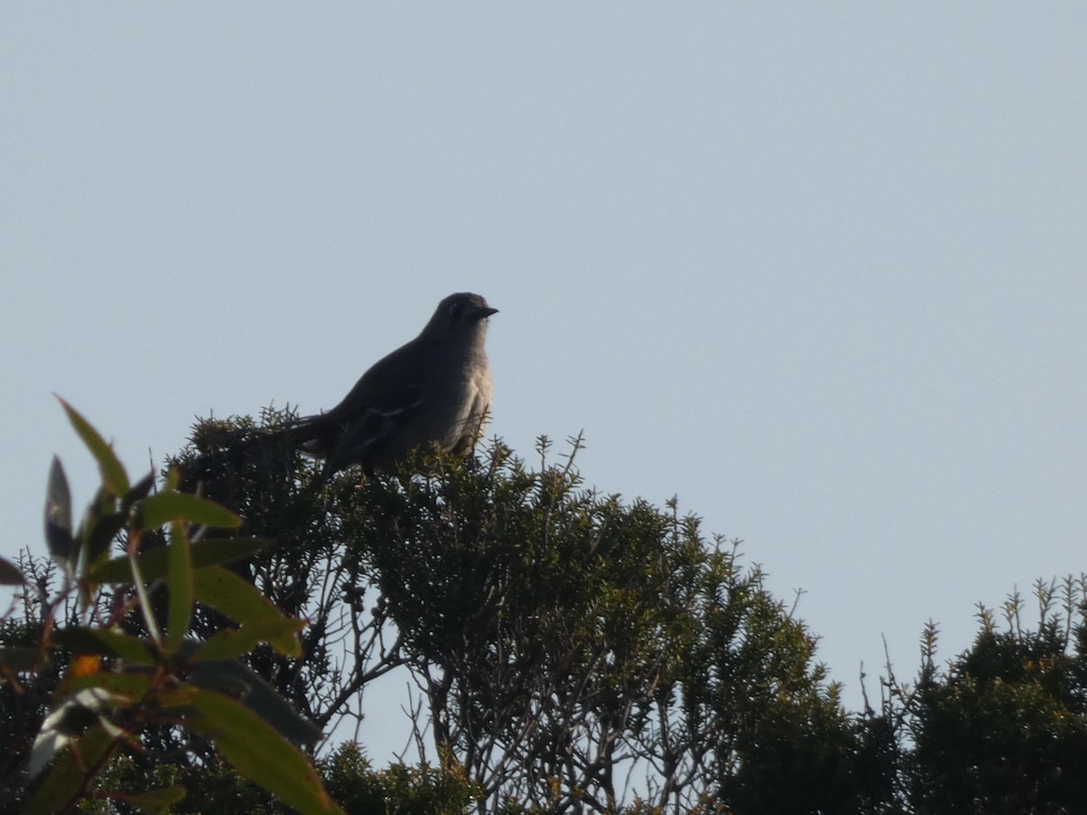 Southern Scrub-Robin - ML623858480