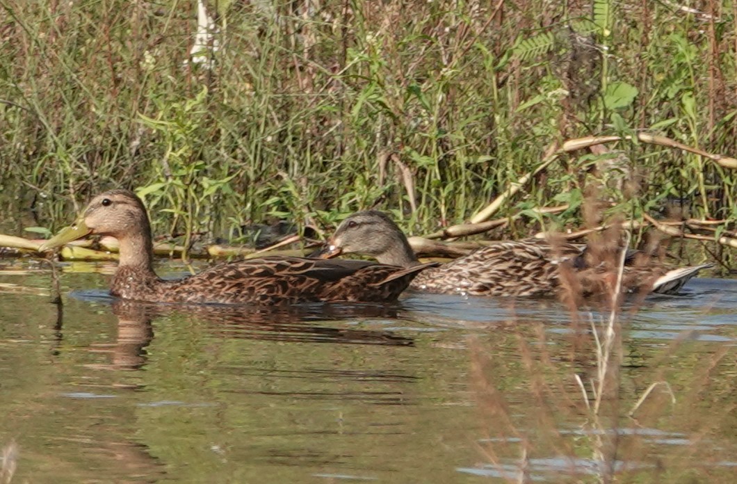 Mexican Duck - ML623858488