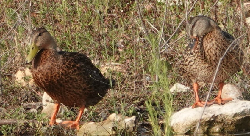 Mexican Duck - ML623858489