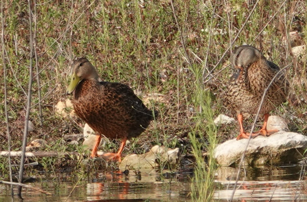 Mexican Duck - ML623858491