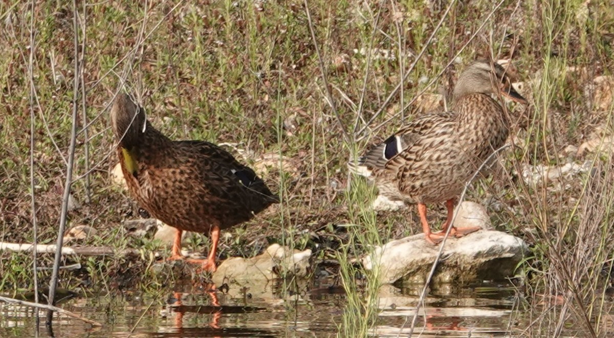 Mexican Duck - ML623858492