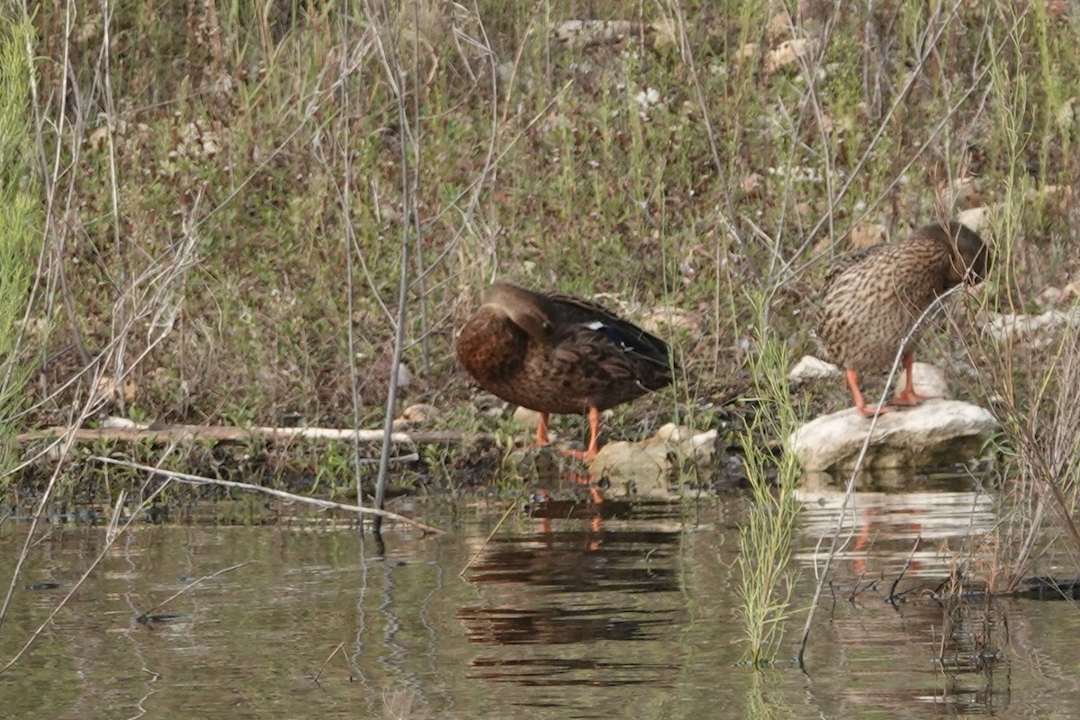 Mexican Duck - ML623858493