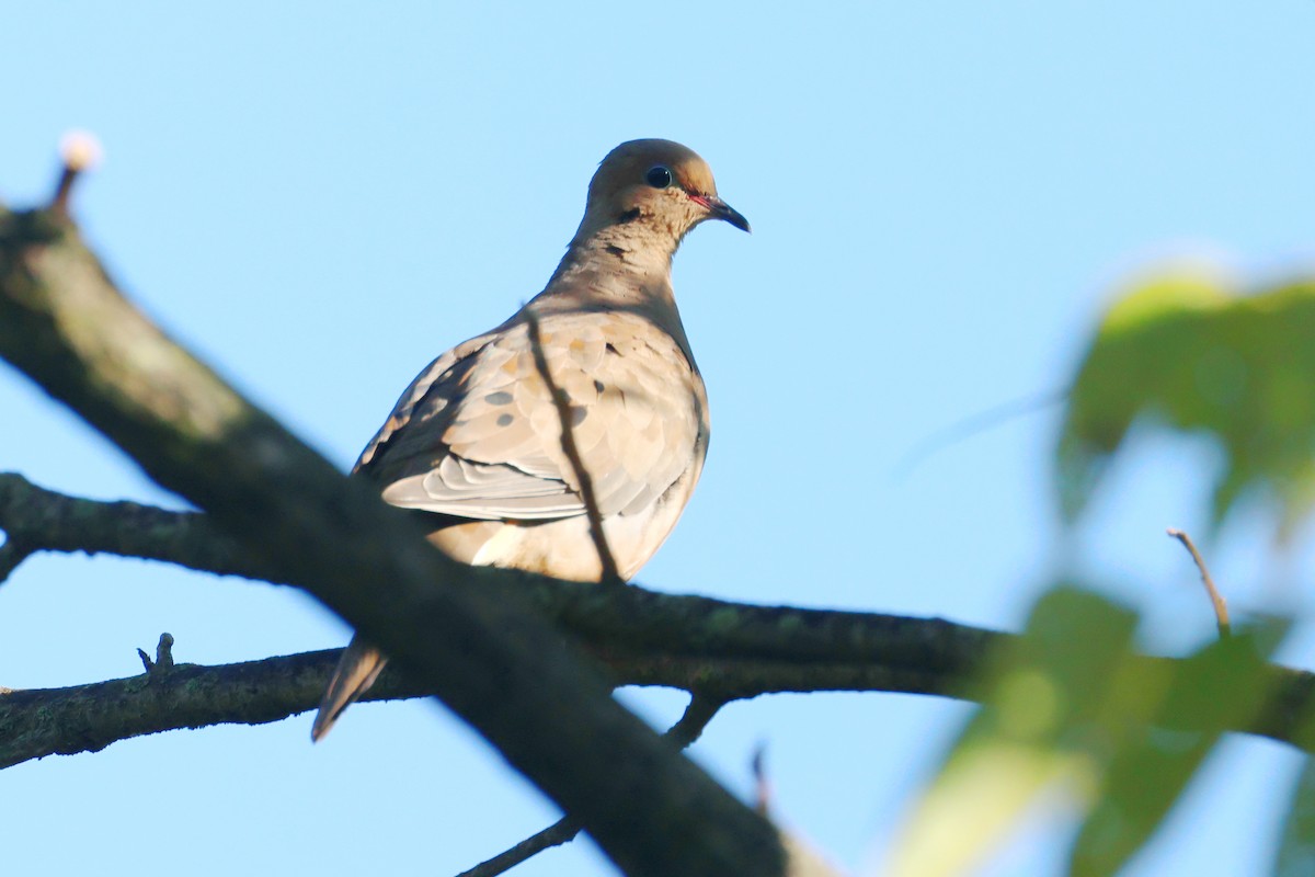 Mourning Dove - ML623858498