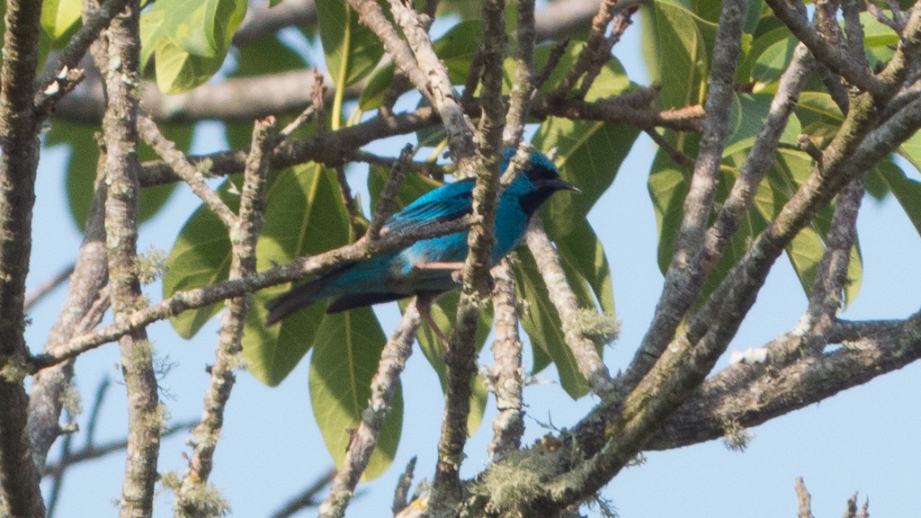 Blue Dacnis - ML623858505