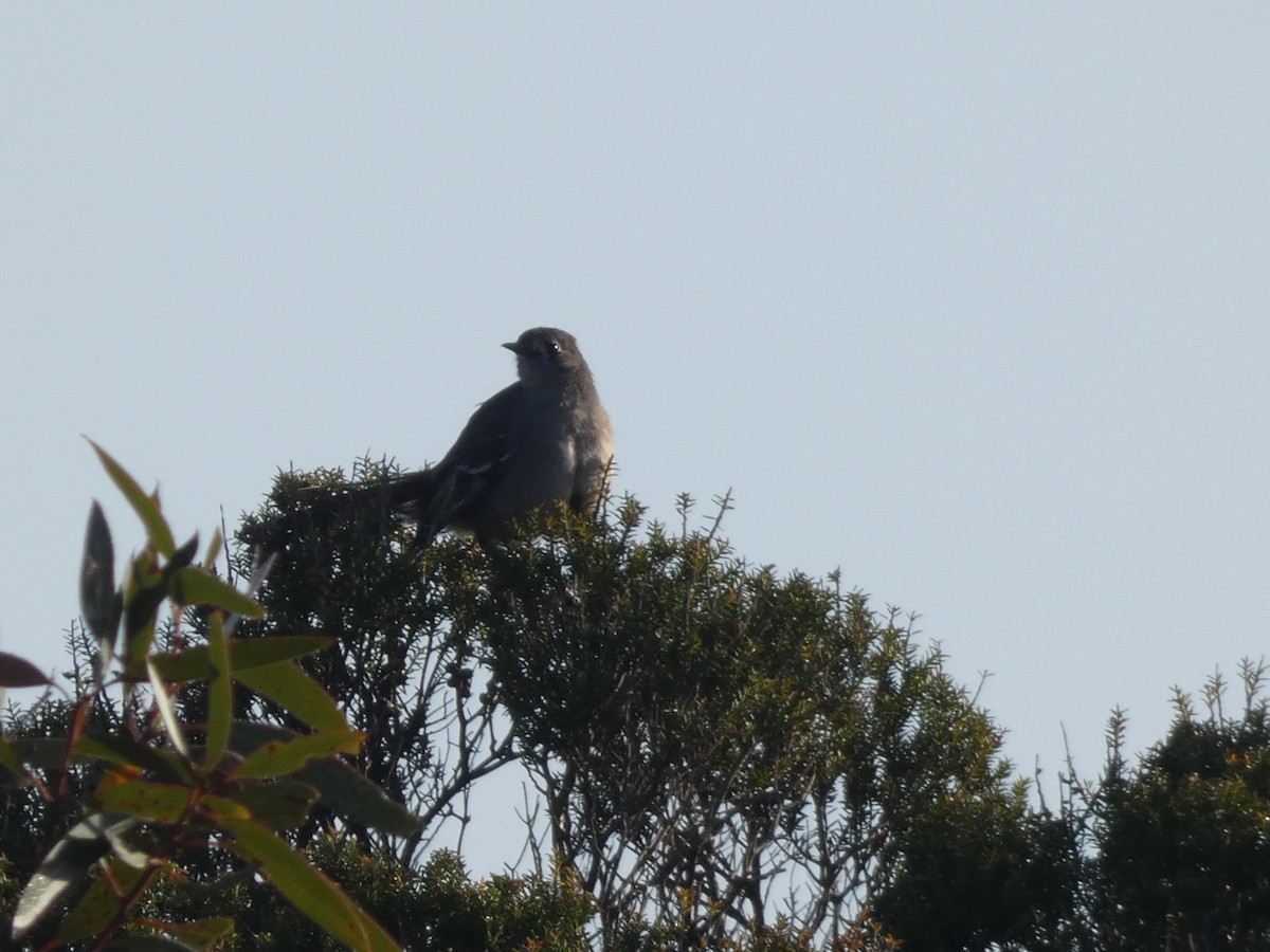 Southern Scrub-Robin - ML623858534