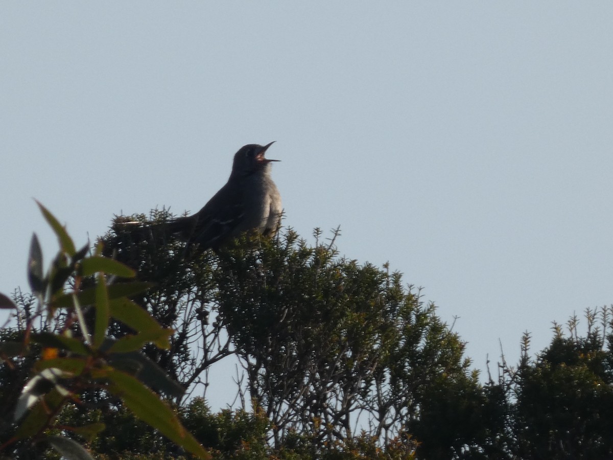 Southern Scrub-Robin - ML623858559