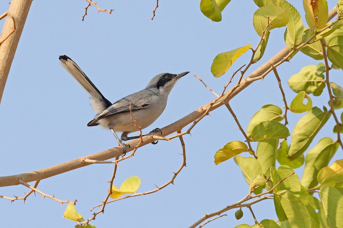 Masked Gnatcatcher - ML623858572