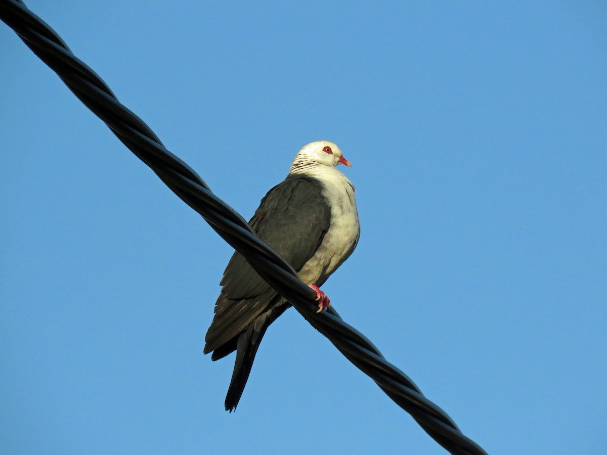 White-headed Pigeon - ML623858583