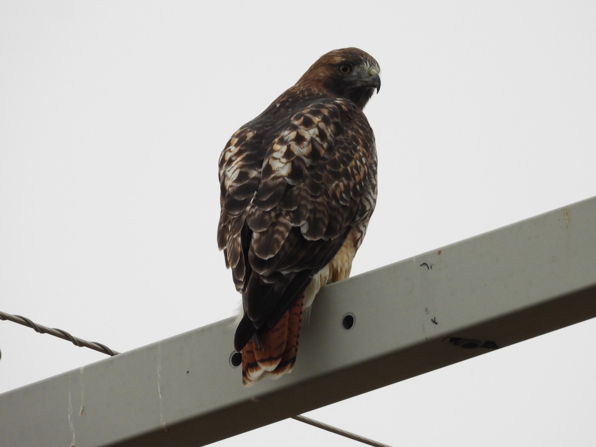 Red-tailed Hawk - ML623858587