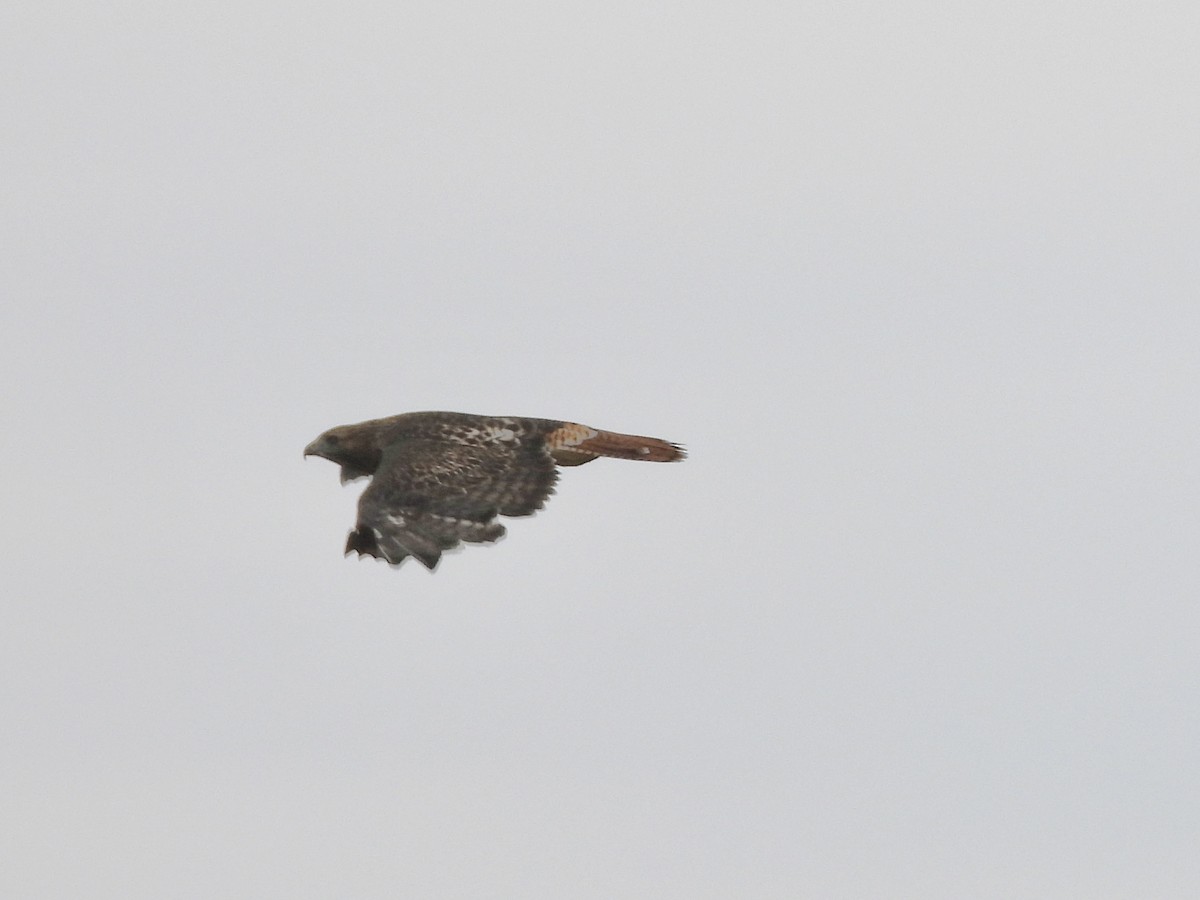 Red-tailed Hawk - ML623858593