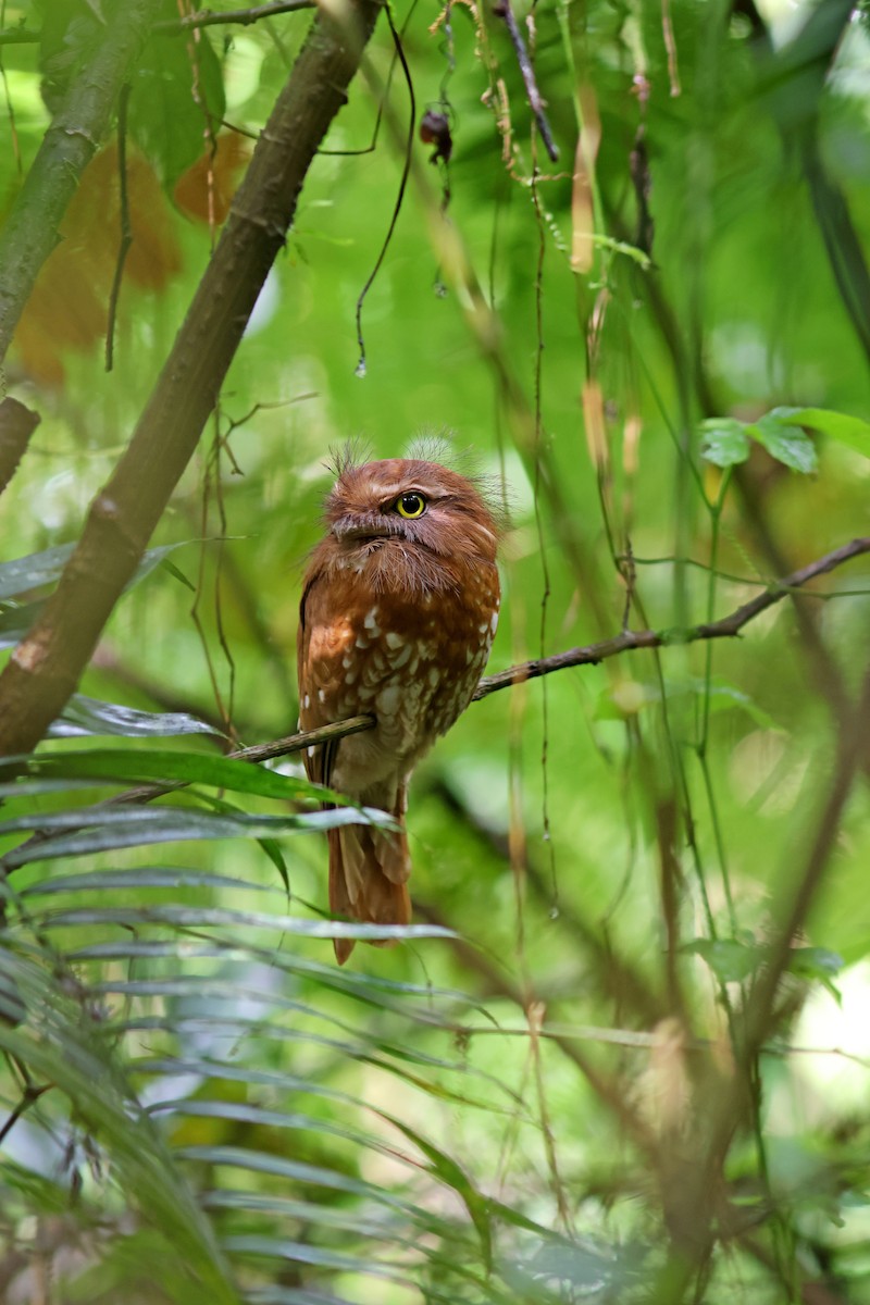 Sumatran Frogmouth - ML623858605