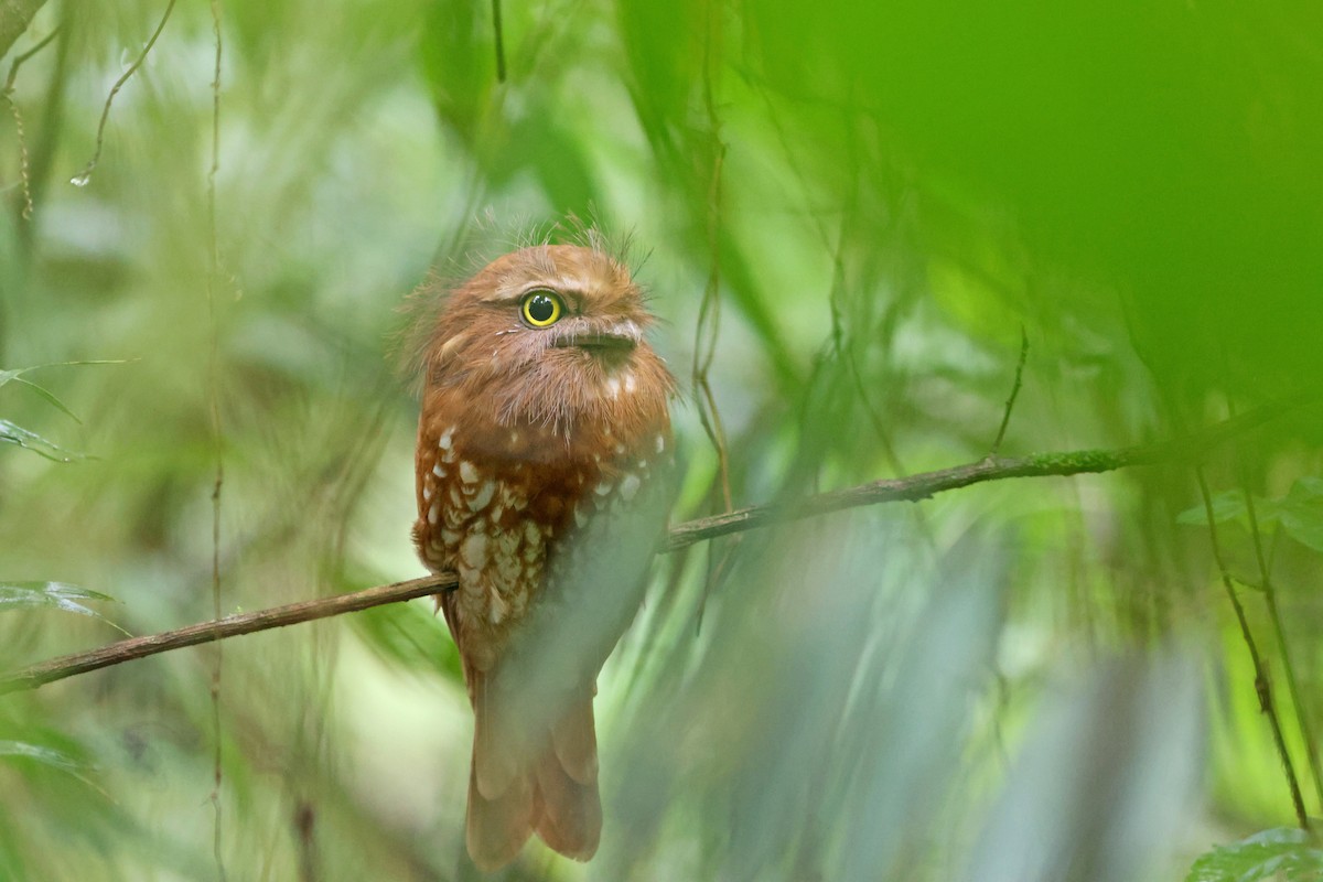 Sumatran Frogmouth - ML623858606