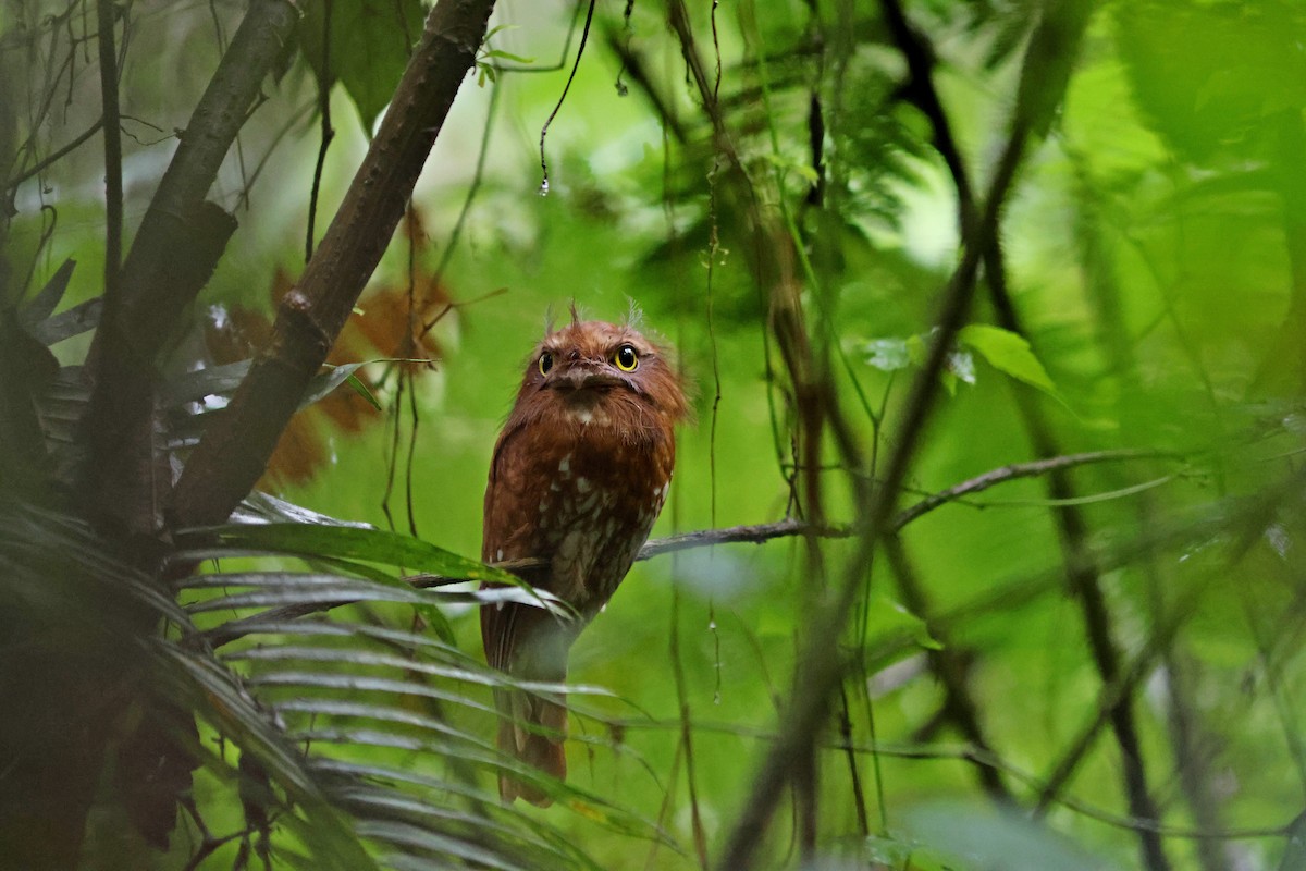 Sumatran Frogmouth - ML623858607