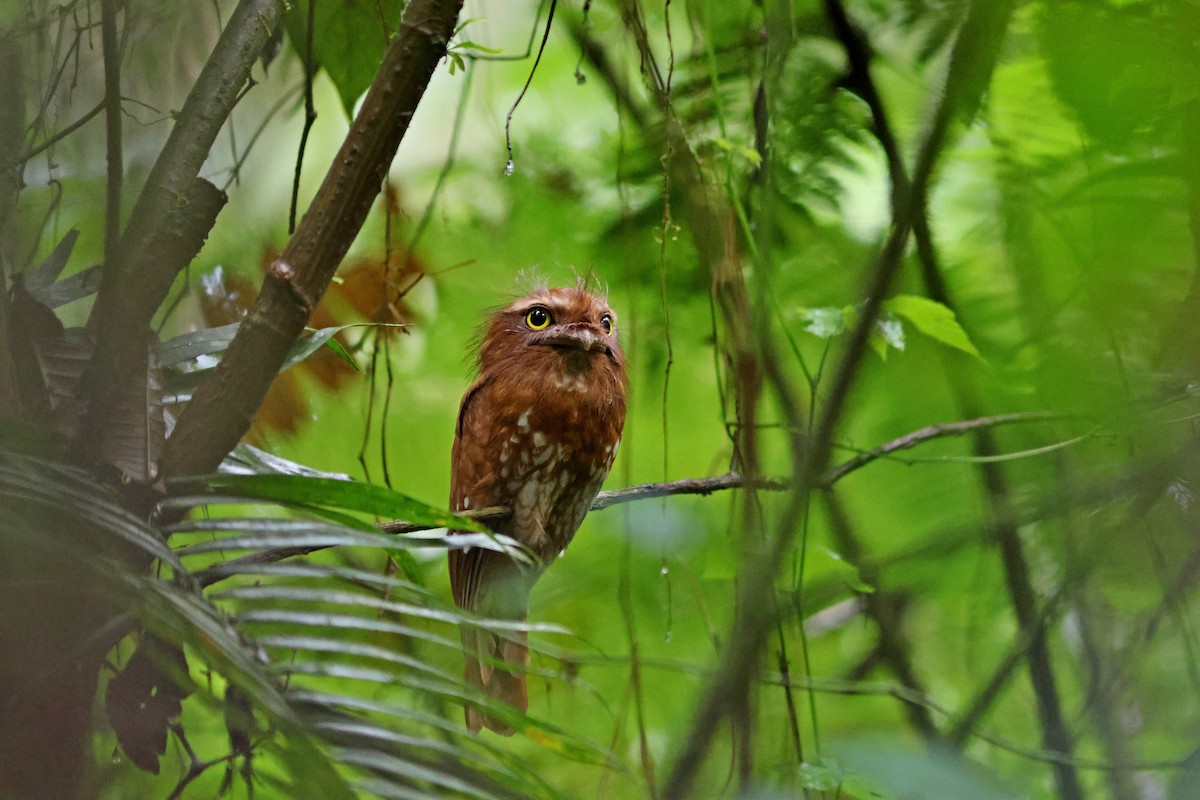 Sumatran Frogmouth - ML623858608