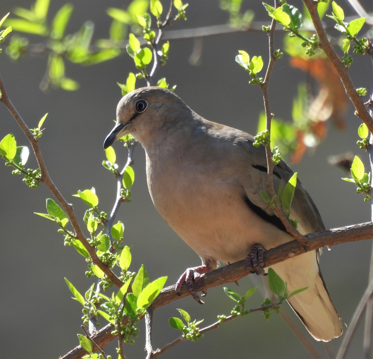 Picui Ground Dove - Oliver Kohler