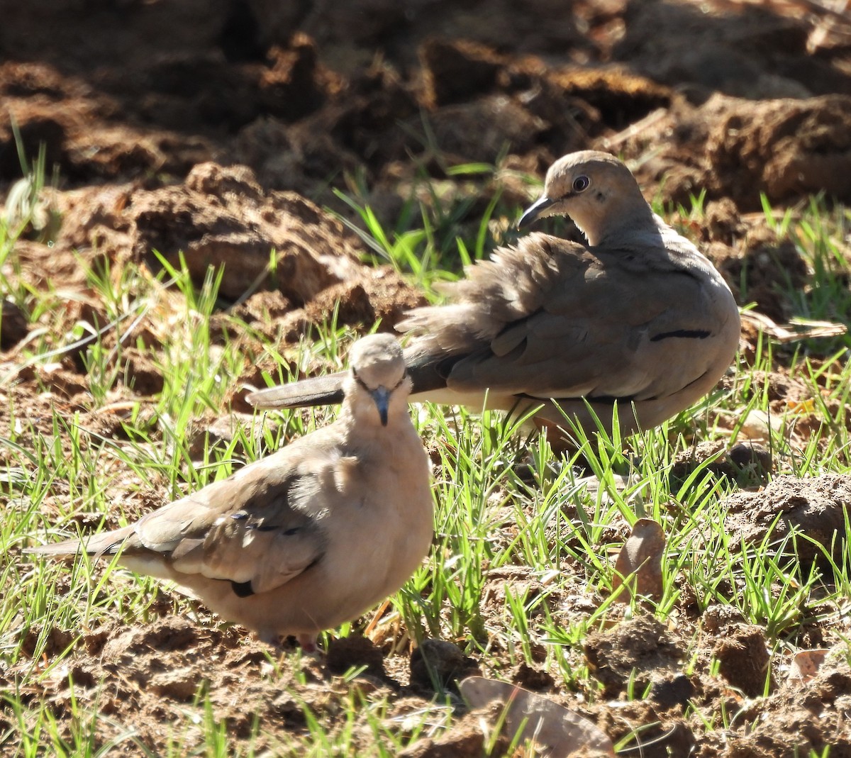 Picui Ground Dove - ML623858619