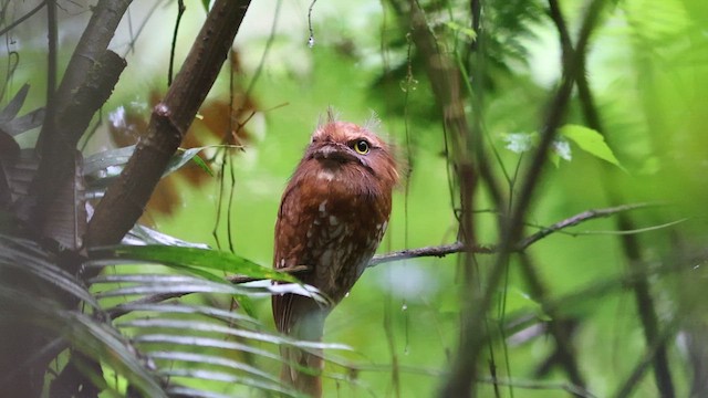 Sumatran Frogmouth - ML623858624