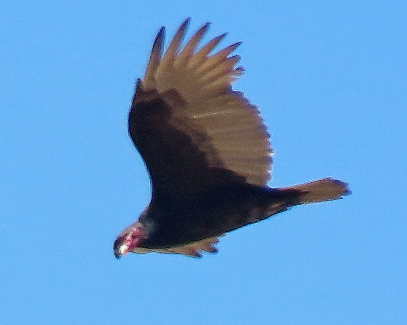 Turkey Vulture - ML623858627