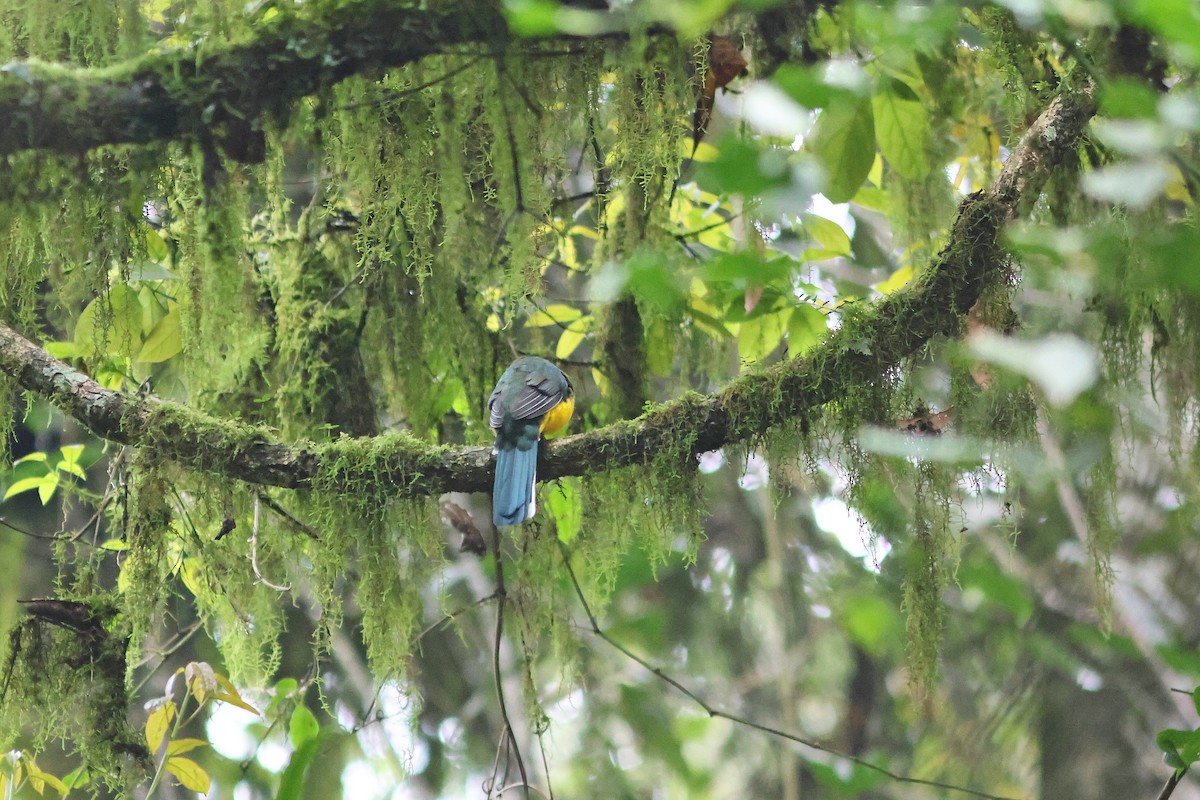 trogon sumaterský - ML623858631