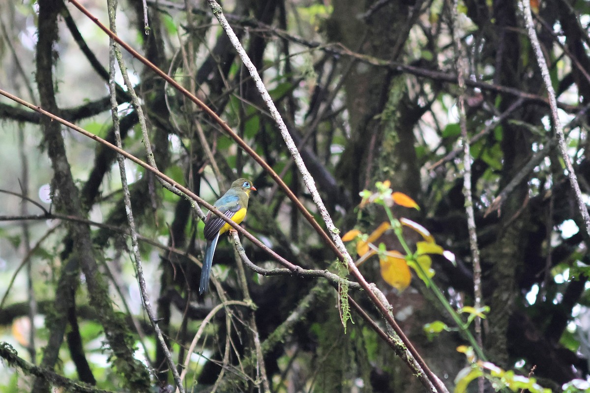 trogon sumaterský - ML623858645