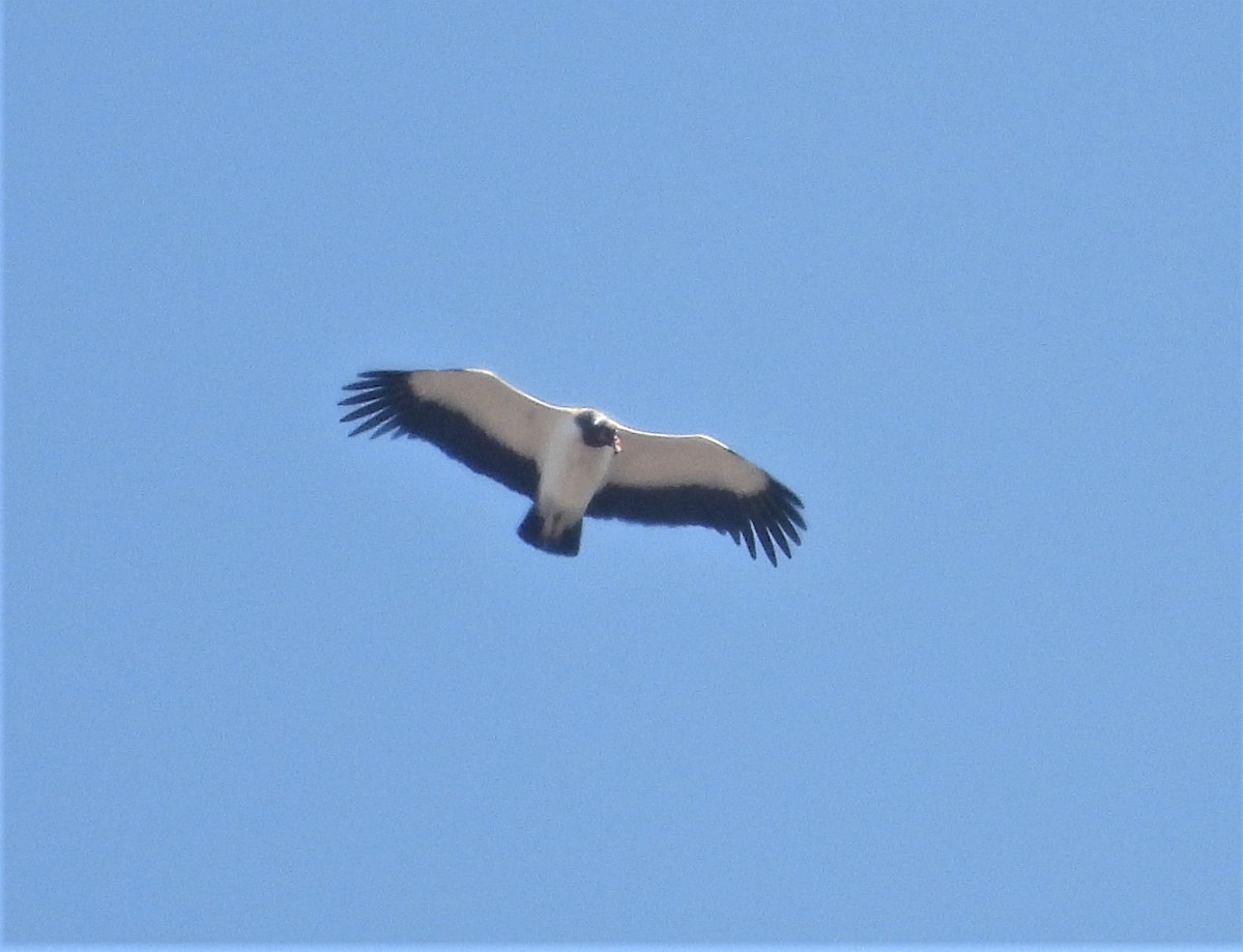 King Vulture - ML623858652