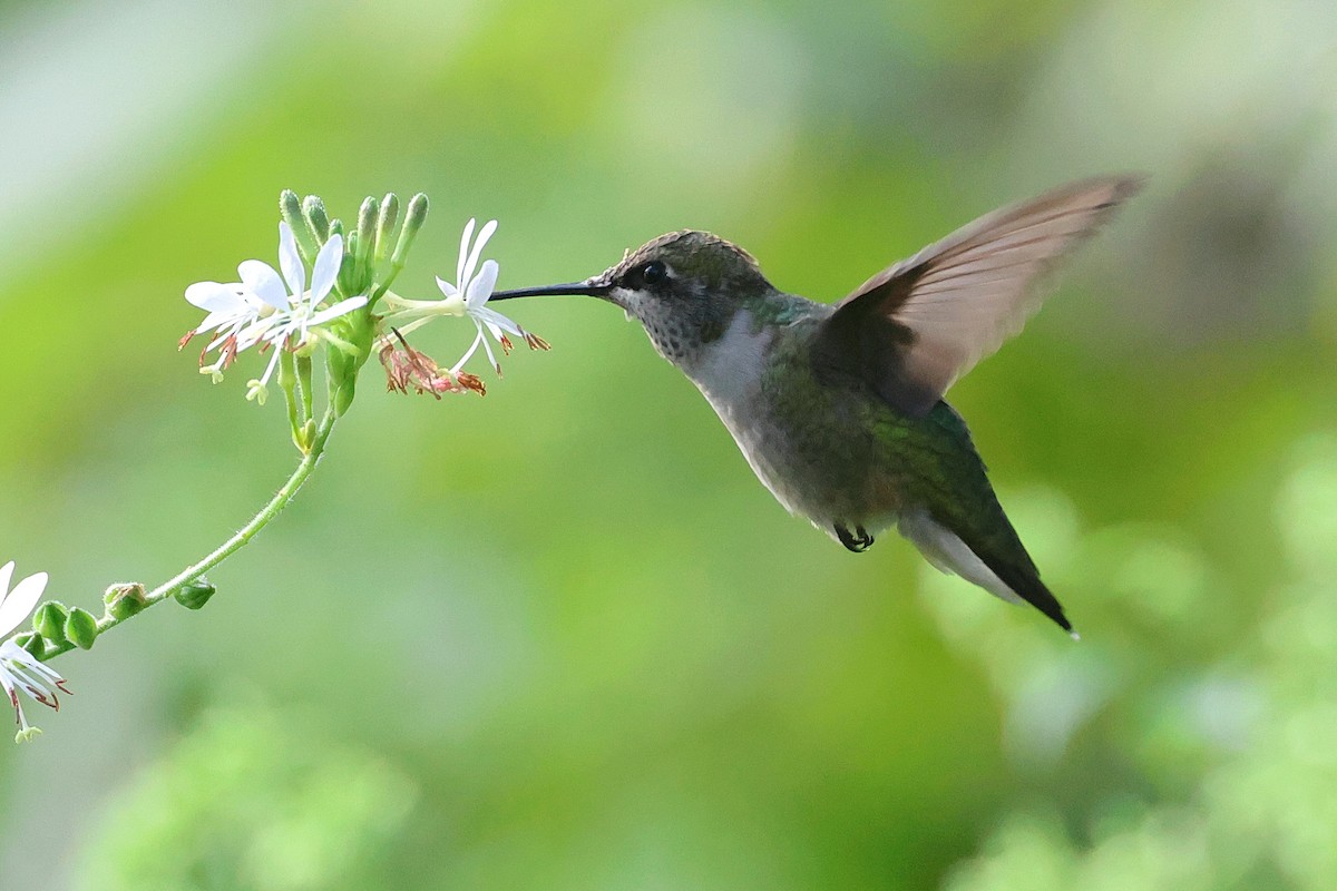 Ruby-throated Hummingbird - ML623858683