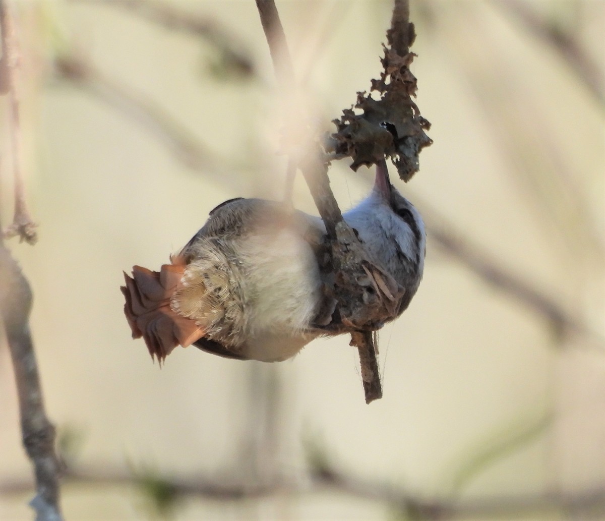 Stripe-crowned Spinetail - ML623858700