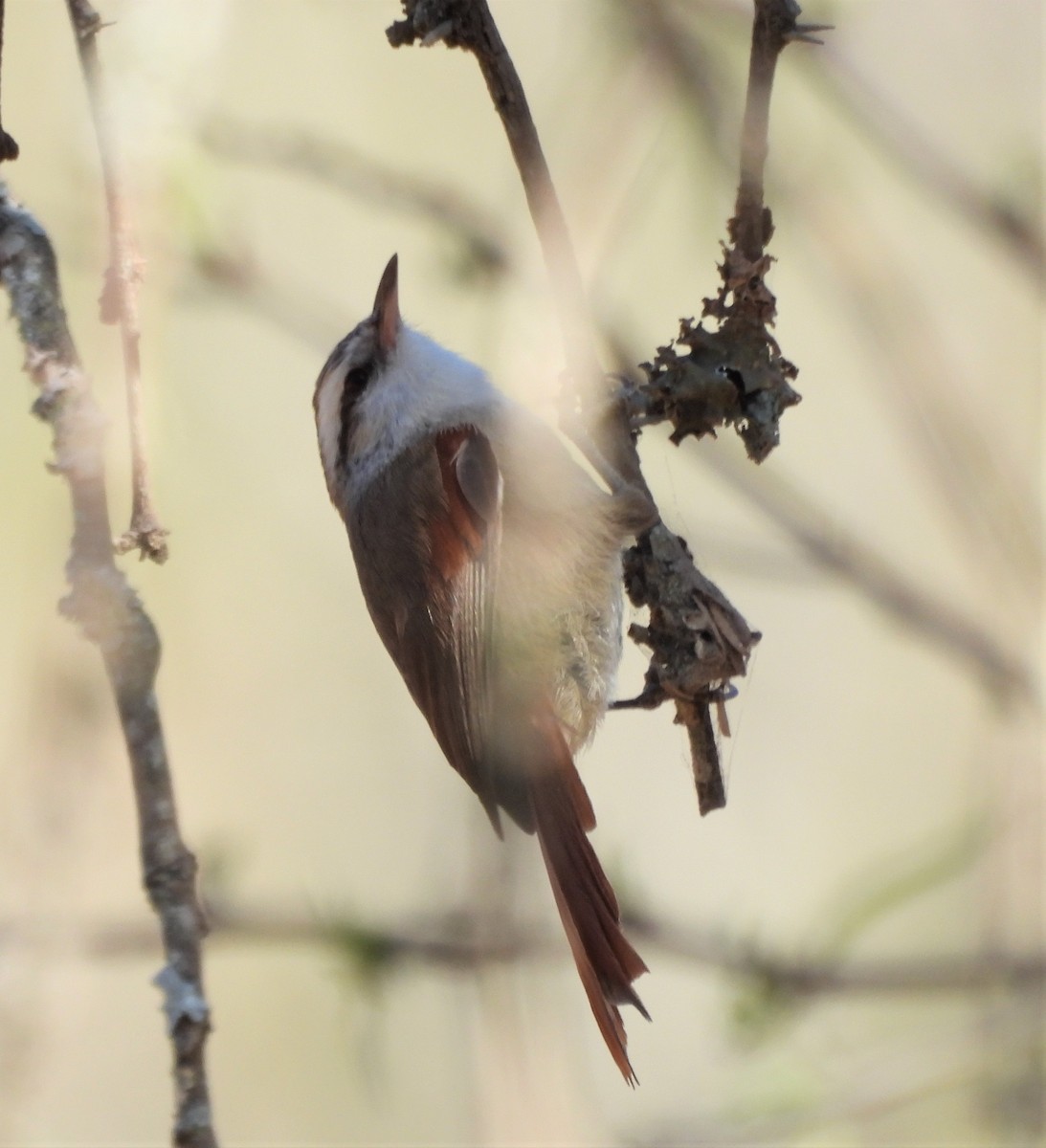 Stripe-crowned Spinetail - ML623858701