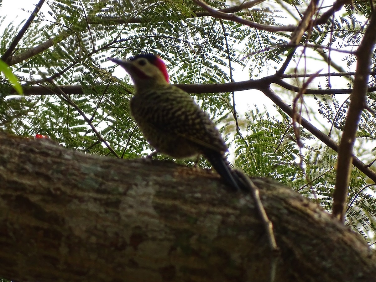 Green-barred Woodpecker - ML623858703