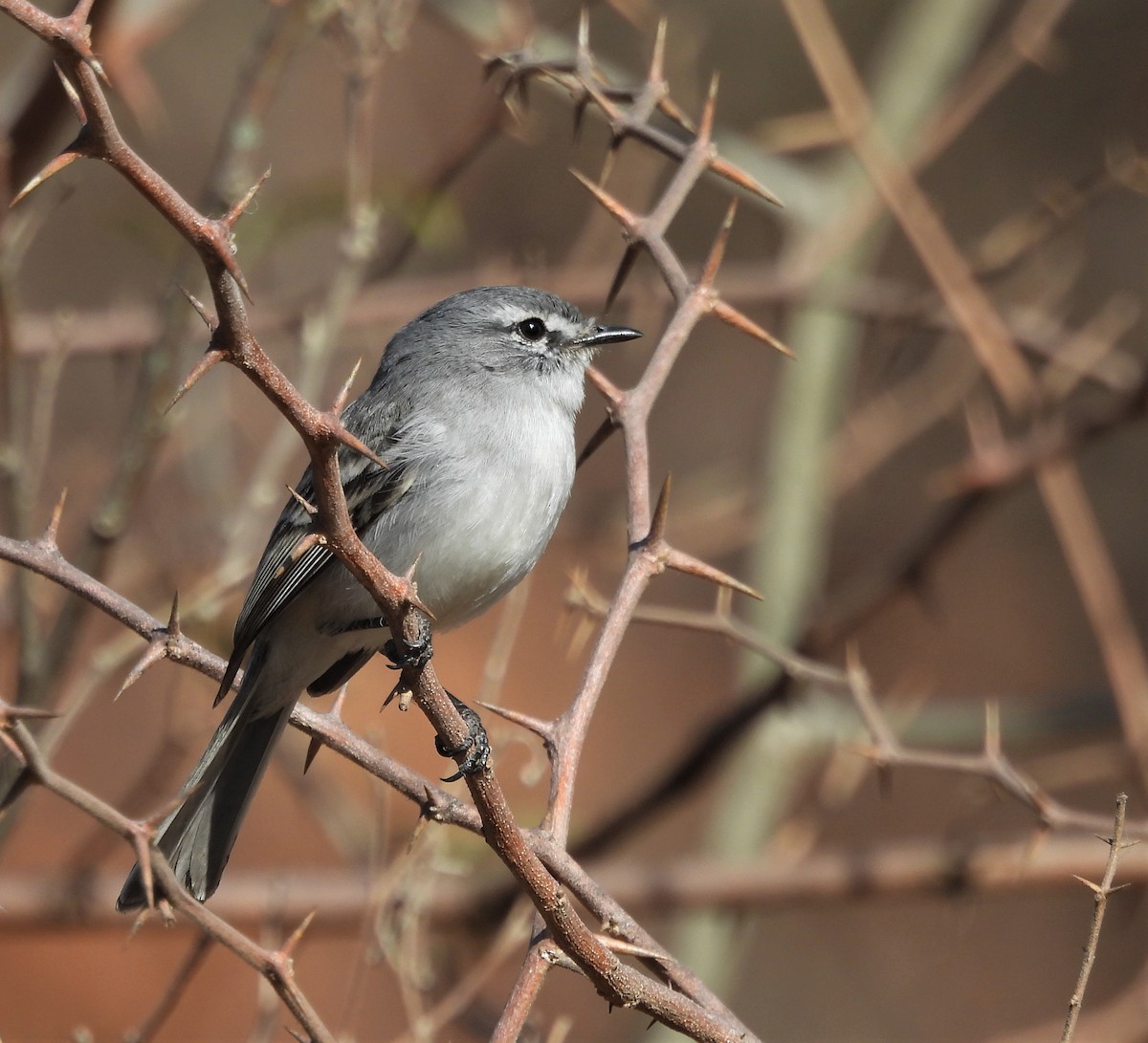 White-crested Tyrannulet (White-bellied) - ML623858707