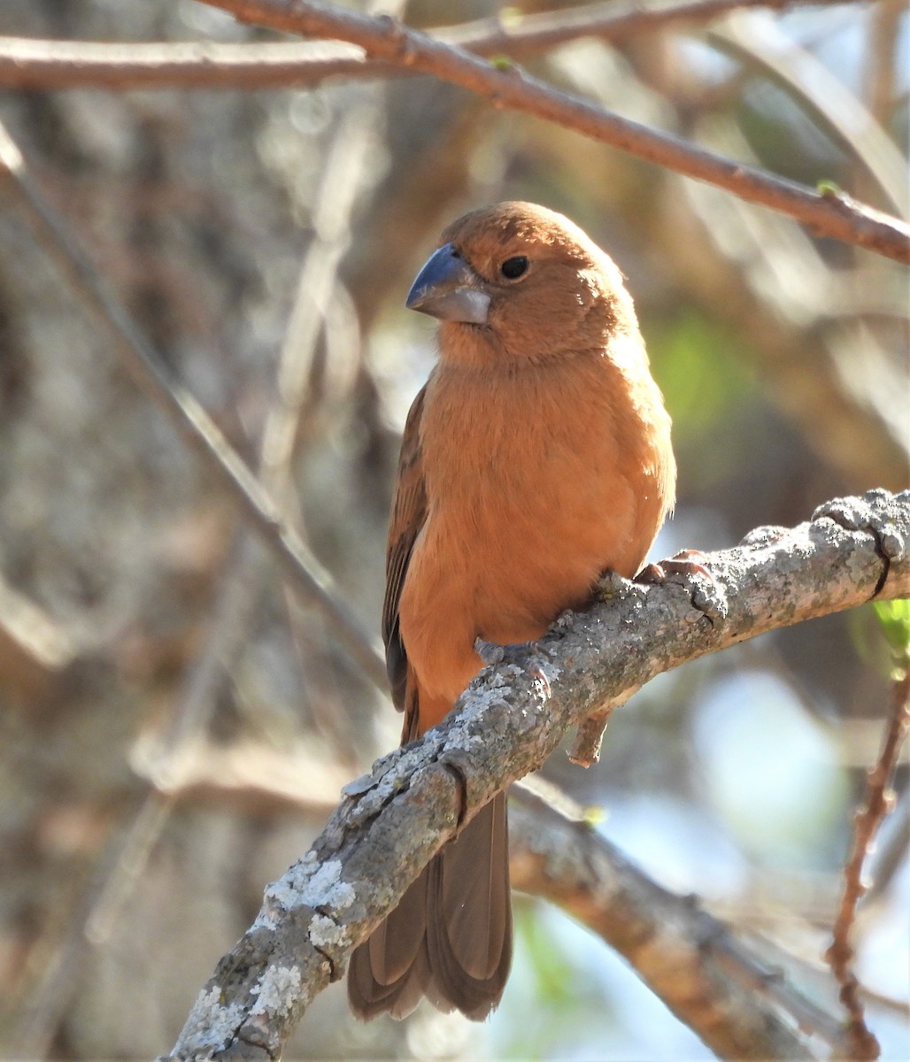 Ultramarine Grosbeak - ML623858745