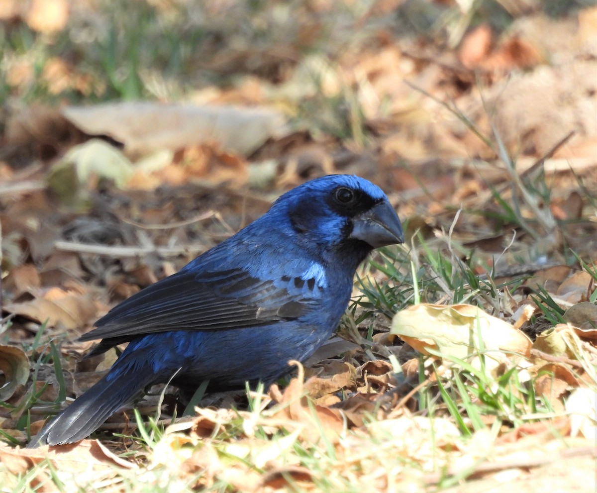 Ultramarine Grosbeak - ML623858746