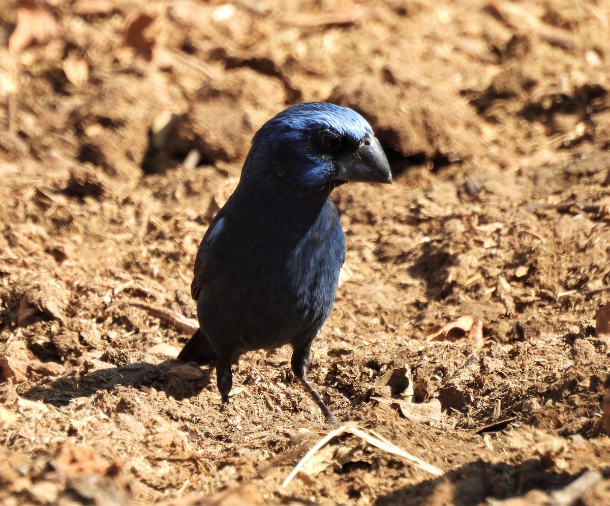 Ultramarine Grosbeak - ML623858748