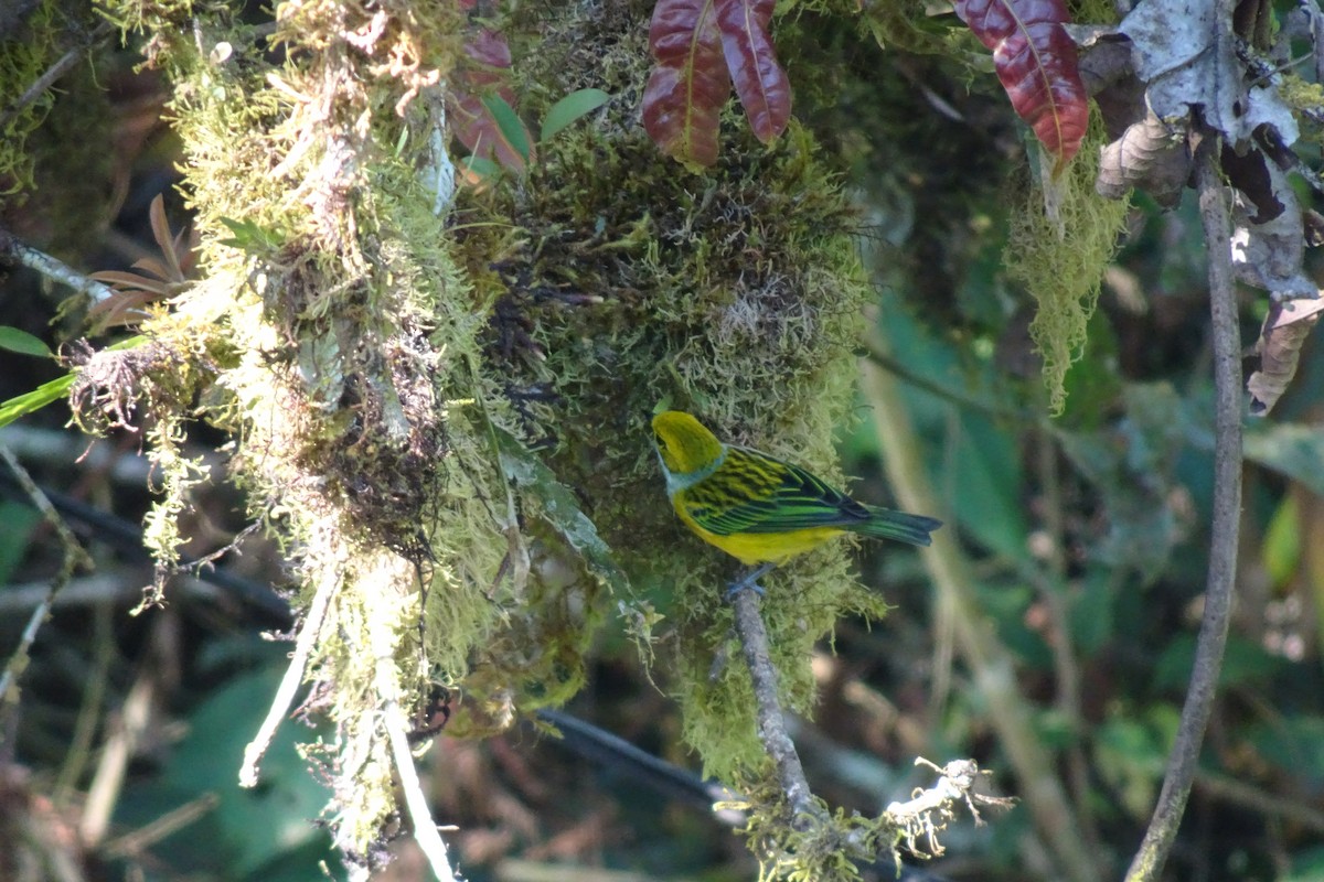 Silver-throated Tanager - Faelle Harvey