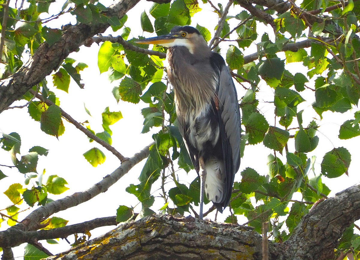 Great Blue Heron - ML623858759