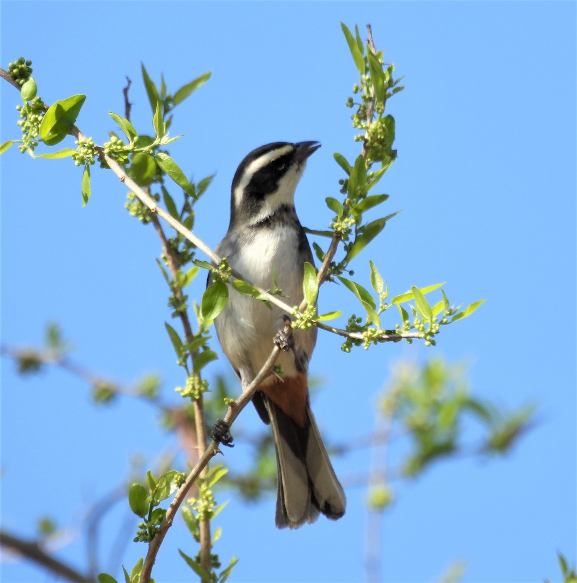 Ringed Warbling Finch - ML623858766