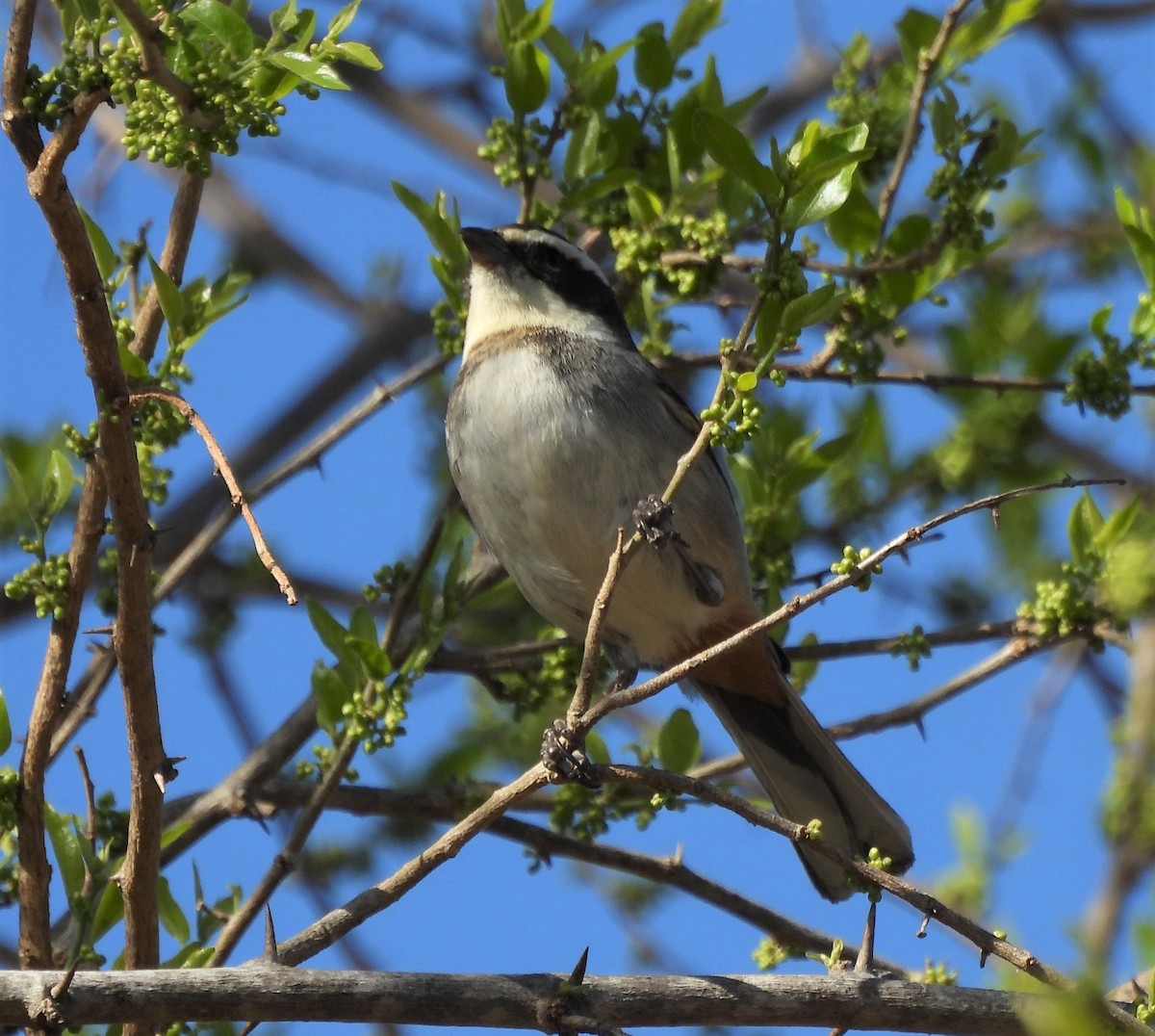 Ringed Warbling Finch - Oliver Kohler