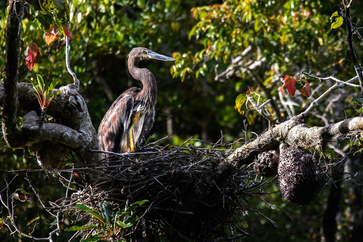 Great-billed Heron - ML623858775