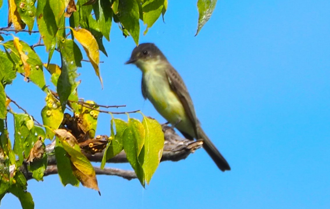 Eastern Phoebe - ML623858778