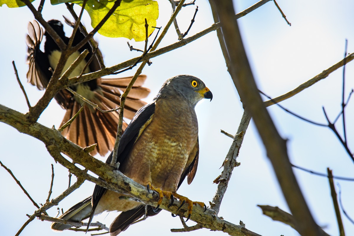 Variable Goshawk - Jules Greff