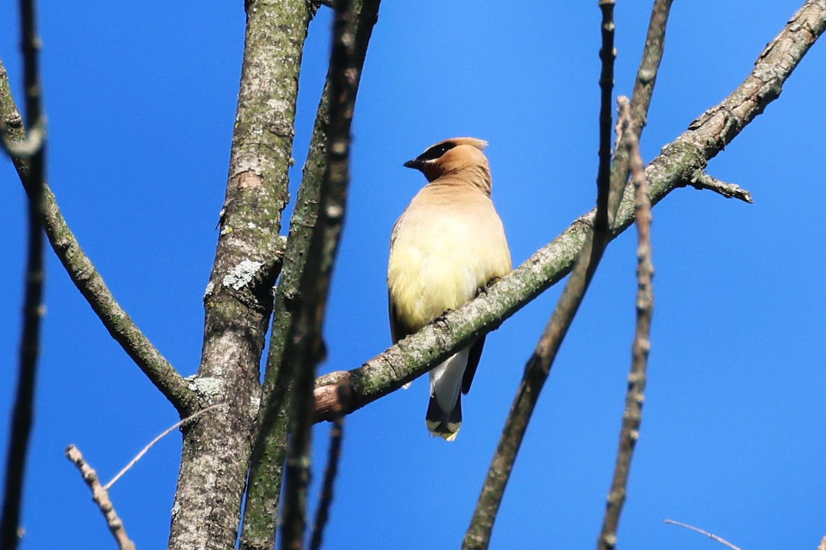 Cedar Waxwing - ML623858802